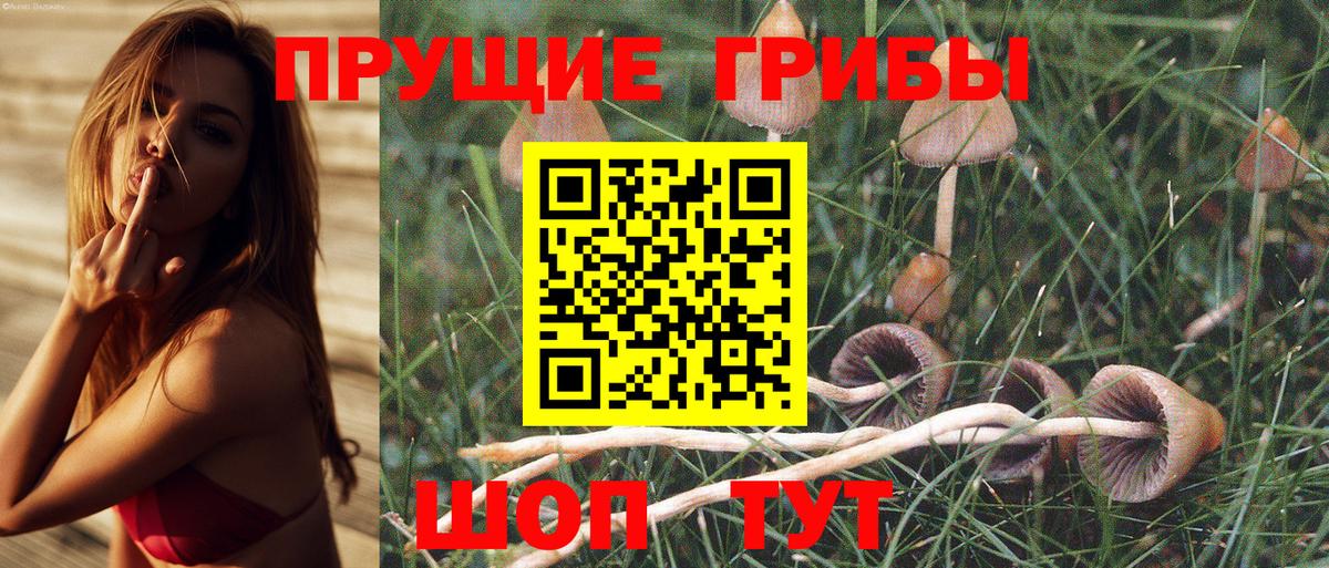 Галлюциногенные грибы Psilocybine cubensis Кингисепп